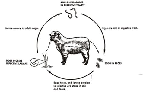 life cycle of a goat